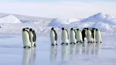 Emperor Penguins Declared Endangered as Climate Change Threatens Their Survival |